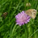 A Butterfly and a Random Bee. by kclaire