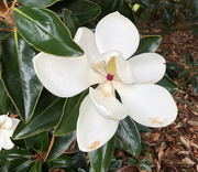 6th Aug 2021 - Beautiful Magnolia