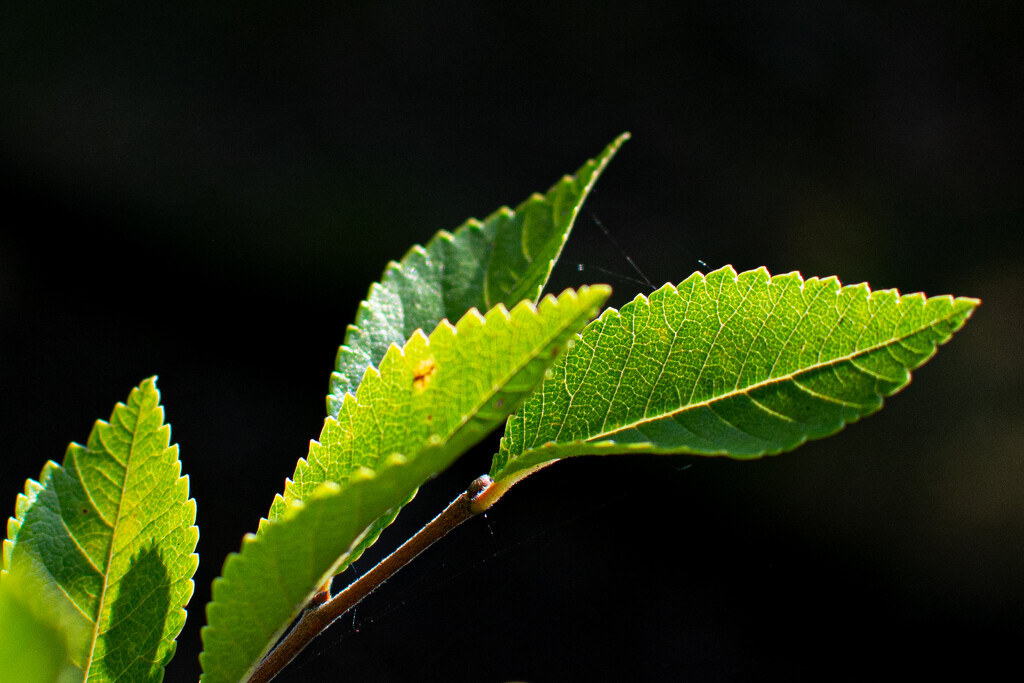 Light on the green leaf... by thewatersphotos