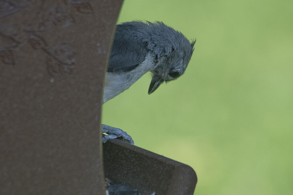 Dejected Titmouse by timerskine