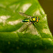Green Fly on the Leaf! by rickster549