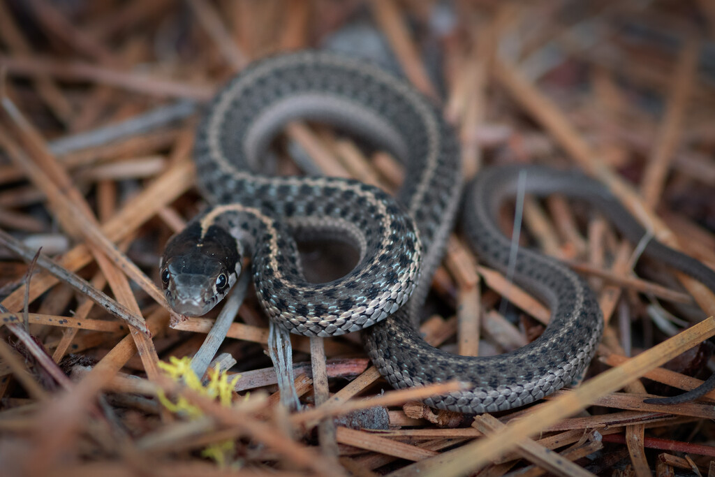 Brown Checkered Garter Snake by teriyakih