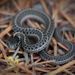 Brown Checkered Garter Snake by teriyakih