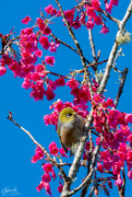 10th Aug 2021 - Waxeye and cherry blossom
