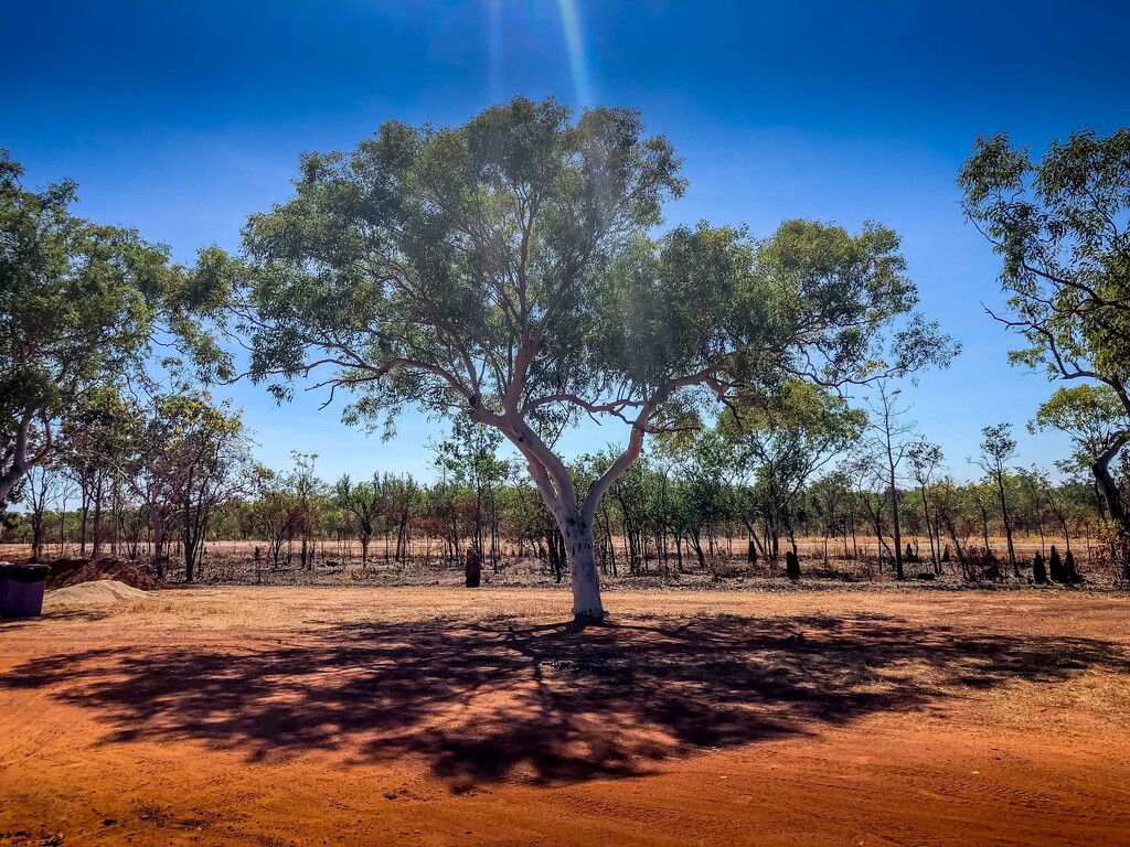 Outback tree by pusspup
