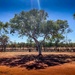 Outback tree by pusspup