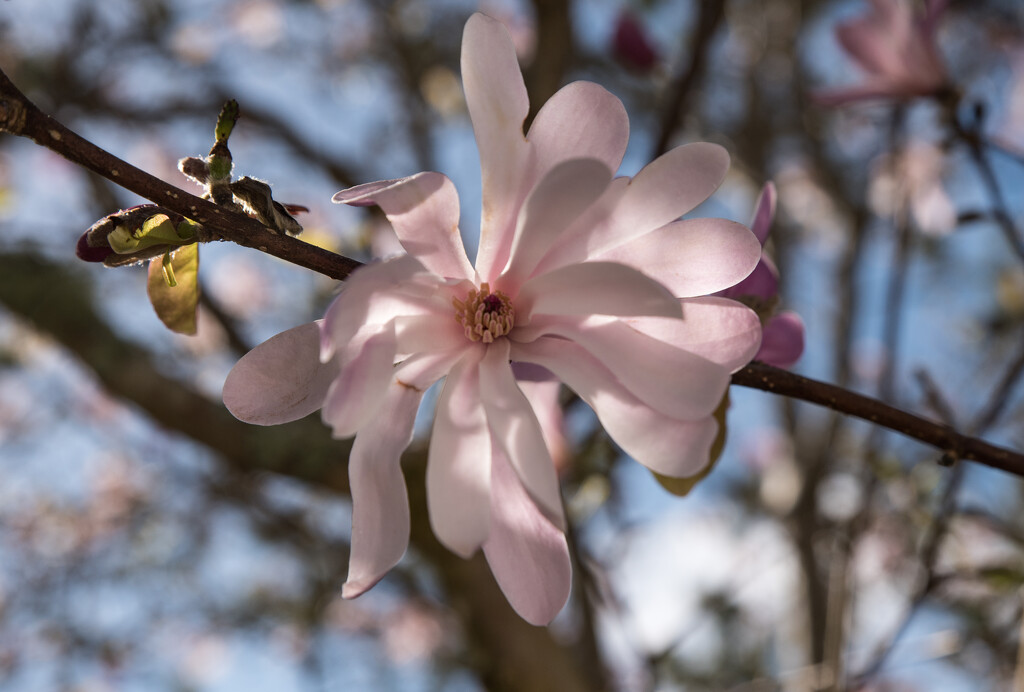 Back lit magnolia  by brigette
