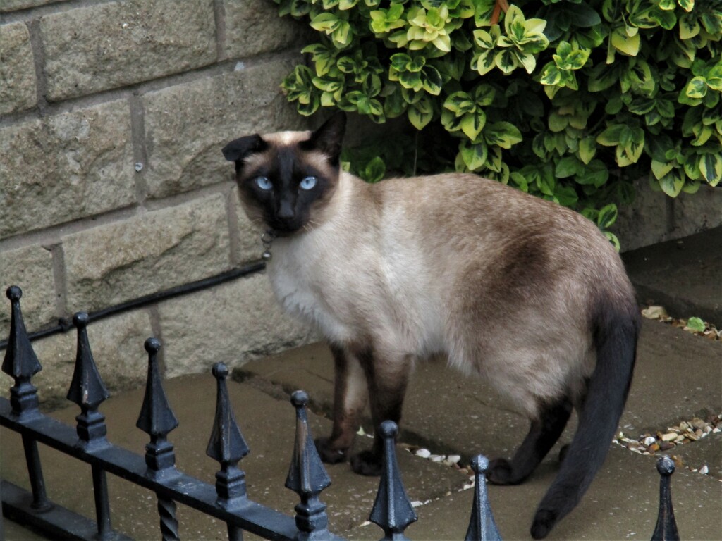 Neighbourhood Siamese Cat. by grace55