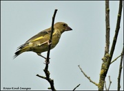 10th Aug 2021 - Greenfinch