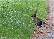10th Aug 2021 - I saw this little bunny again