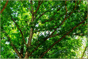 9th Aug 2021 - Tree Texture
