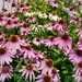 Coneflowers by bruni