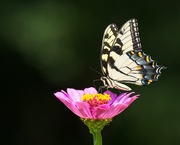 8th Aug 2021 - LHG-5838- yellow swallowtail on zinnia