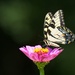 LHG-5838- yellow swallowtail on zinnia by rontu