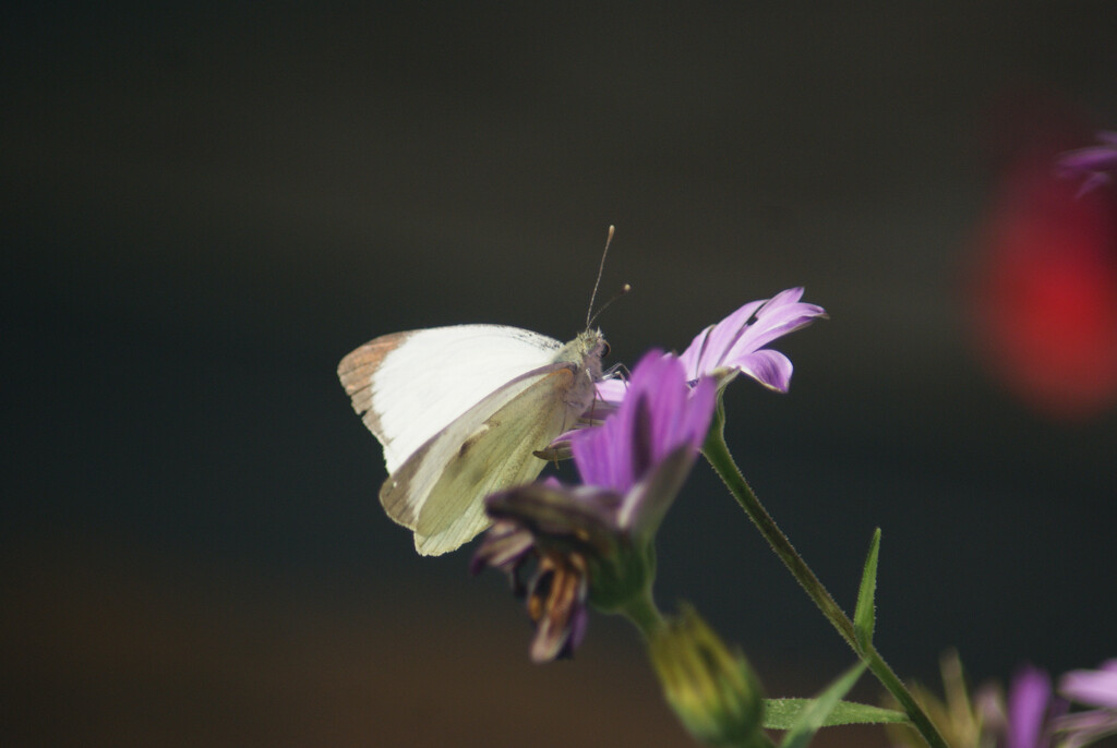 Small White by 365projectmaxine