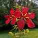 Texas Star Hibiscus by tunia