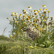 10th Aug 2021 - Seagull Chick