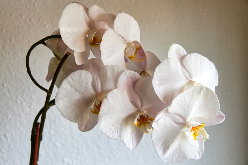 Orchids  by okvalle