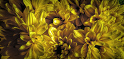 2nd Aug 2021 - Yellow Chrysanthemums