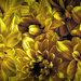 Yellow Chrysanthemums by skipt07