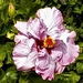   Lavender Hibiscus ~    by happysnaps