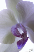 3rd Aug 2021 - Orchid
