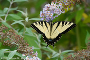 10th Aug 2021 - Tiger Swallowtail