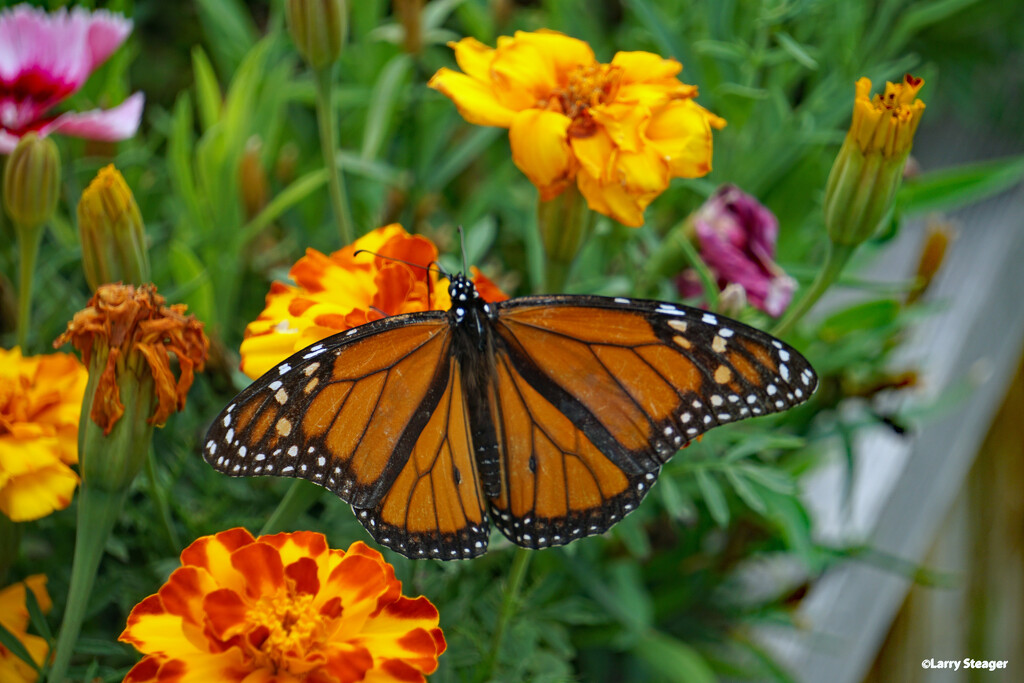 Monarch 2 by larrysphotos
