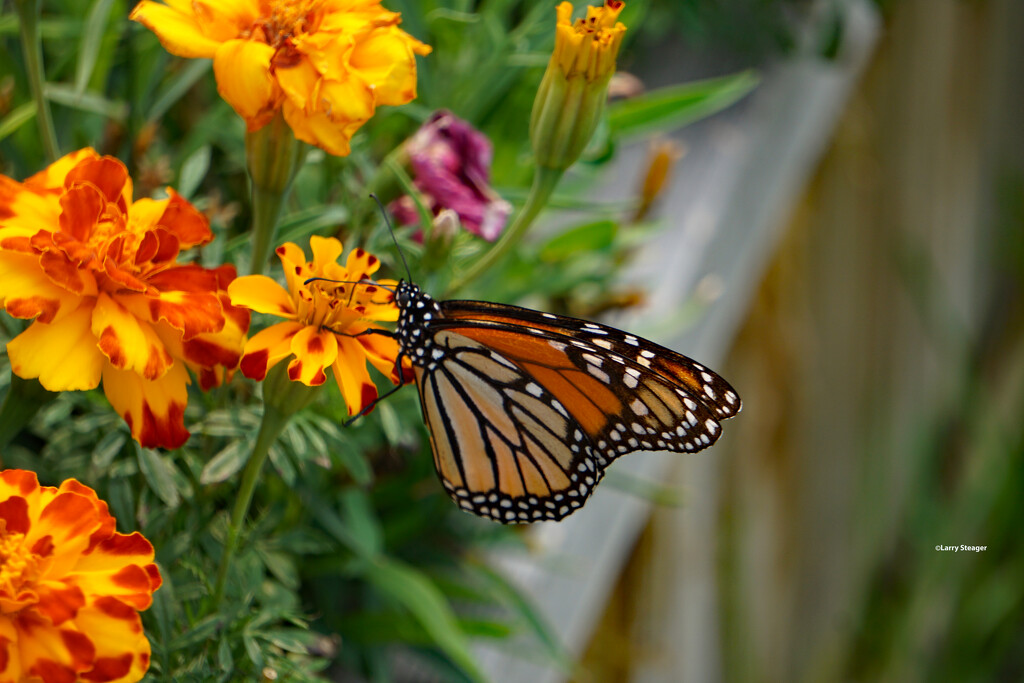 Monarch 1 by larrysphotos