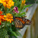 Monarch 1 by larrysphotos