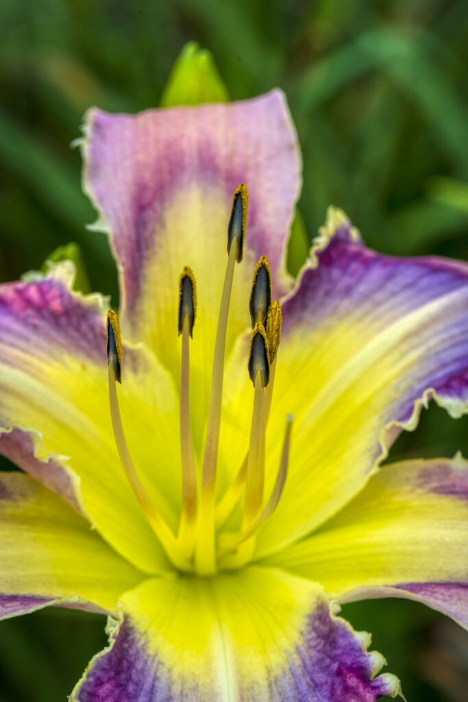 Yellow & Purple Daylily by kvphoto