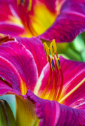 10th Aug 2021 - Magenta Red Daylily