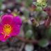 Moss Rose by lstasel