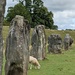 Part of the stone circle at Avebury. by yorkshirelady