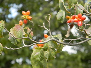 10th Aug 2021 - Berries on Tree