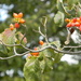 Berries on Tree by sfeldphotos