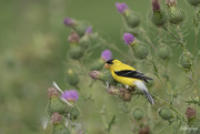 10th Aug 2021 - American Gold Finch