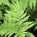 Flourishing Ferns