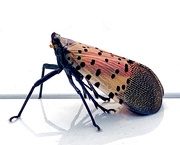 10th Aug 2021 - Spotted Lanternfly