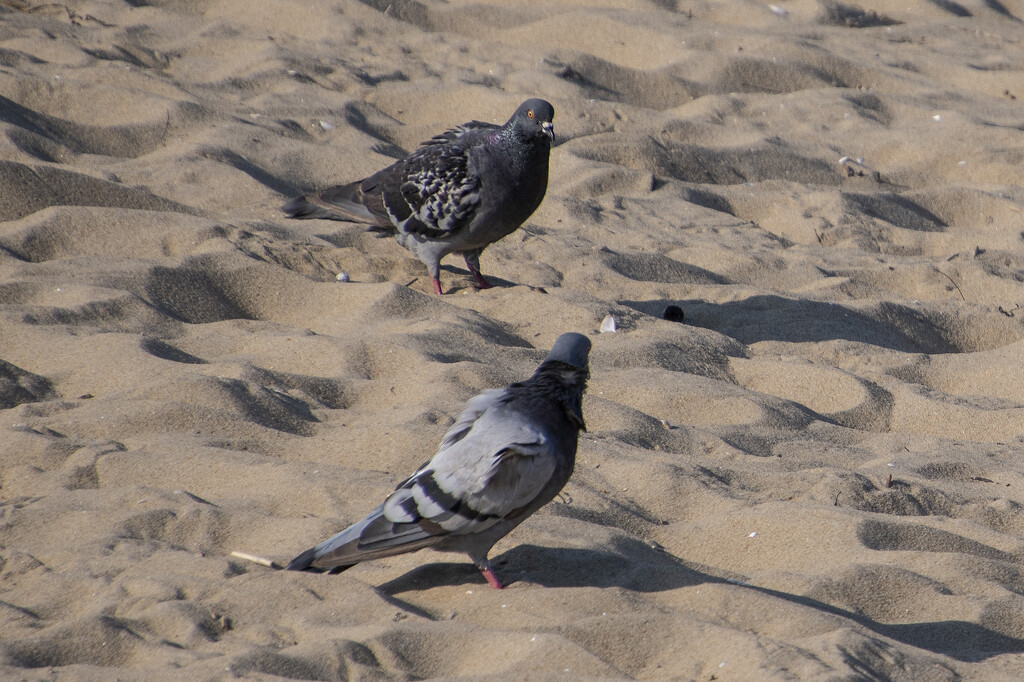 Sea Pigeons by timerskine