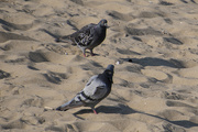 10th Aug 2021 - Sea Pigeons