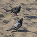 Sea Pigeons by timerskine