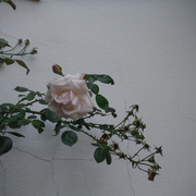 10th Aug 2021 - Flower #5: Rose