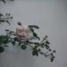Flower #5: Rose by spanishliz