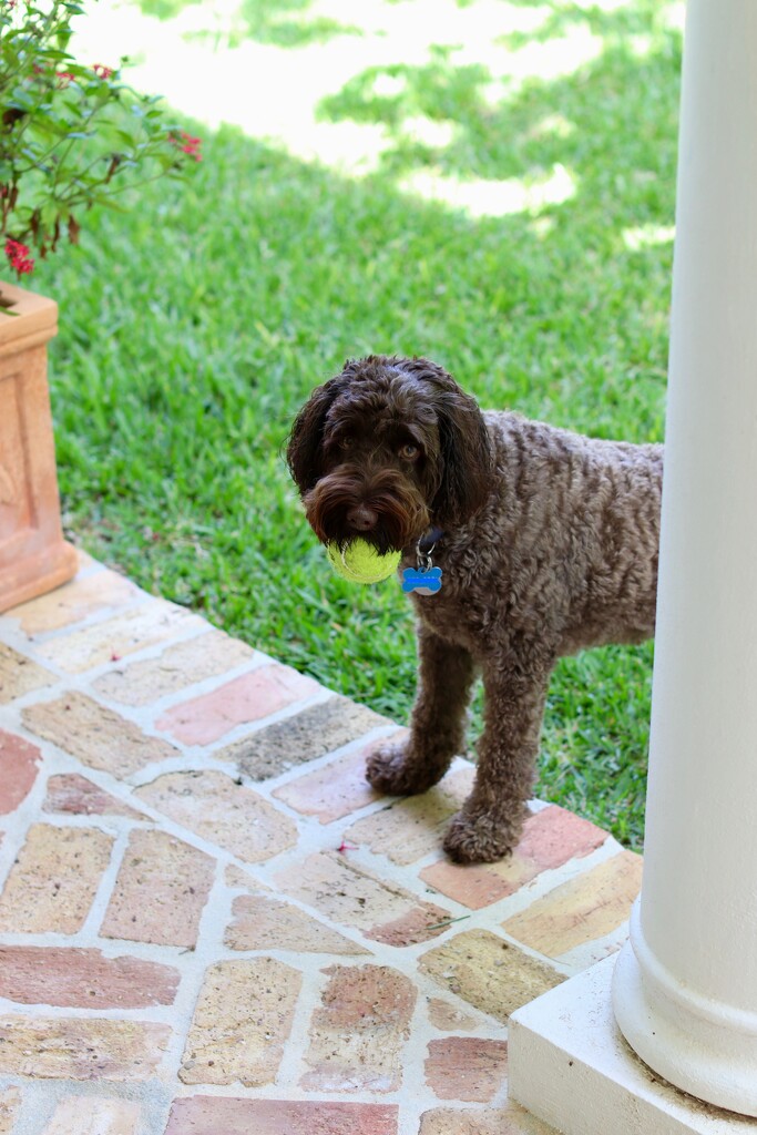 Phoenix and his favourite ball by lisasavill