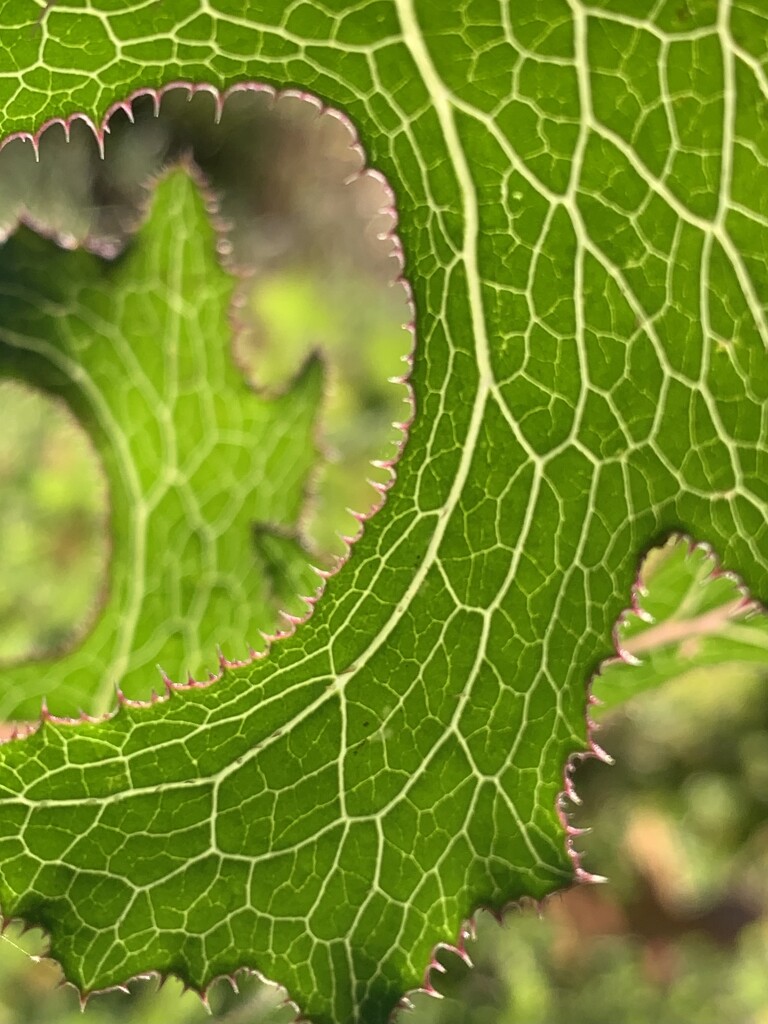 Dandelion leaves by shookchung