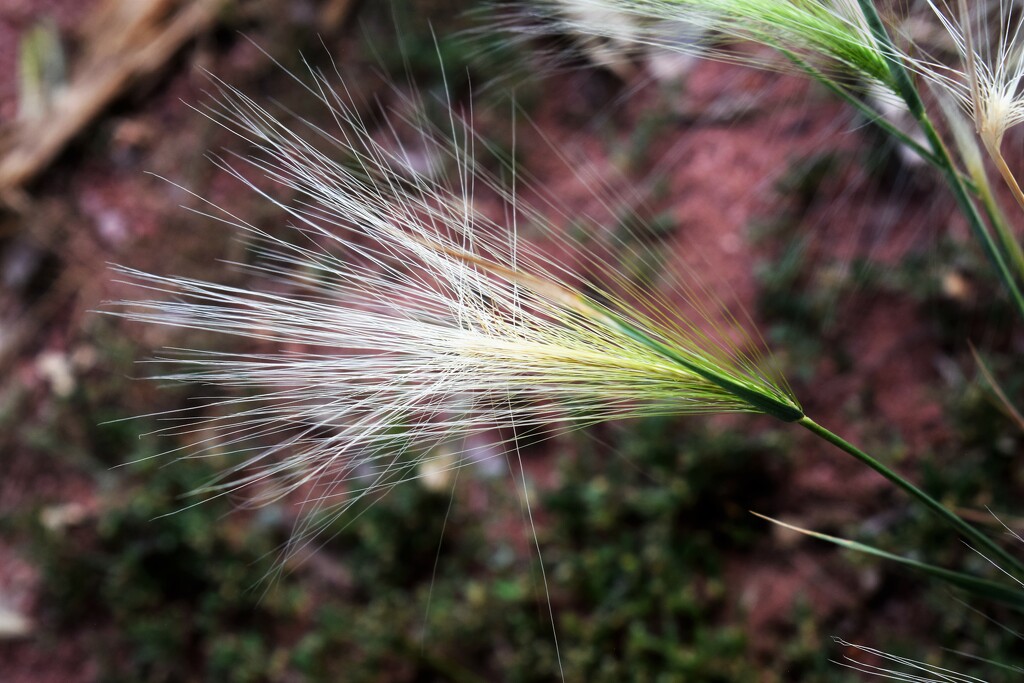 Wild Grass by sandlily