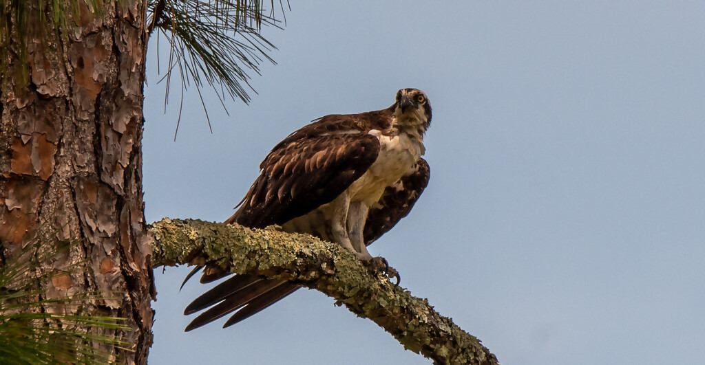 The Osprey After It's Bath! by rickster549