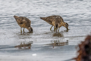 10th Aug 2021 - Short-billed Dowitchers