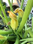 10th Aug 2021 - Zucchini Flower